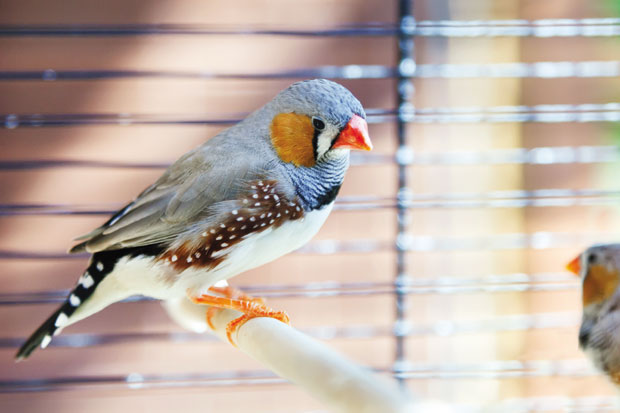 Бајка о једној птици